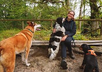 Gwynedd dog trainers The Happy Hound Gang image 1