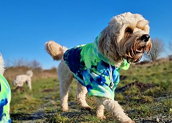 The Laughing Dog Club- Dog Walking & Socializing Doncaster