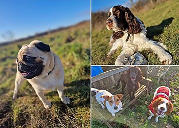 The Laughing Dog Club- Dog Walking & Socializing Doncaster