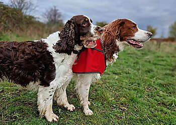 Doncaster dog walkers The Laughing Dog Club- Dog Walking & Socializing Doncaster  image 1