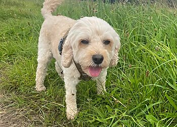 The Lincoln dog walker