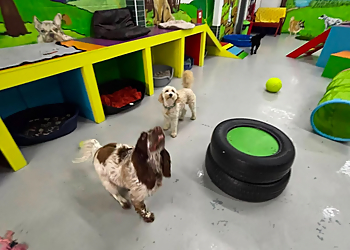 The Little Doggy Day Care