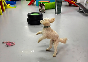 The Little Doggy Day Care