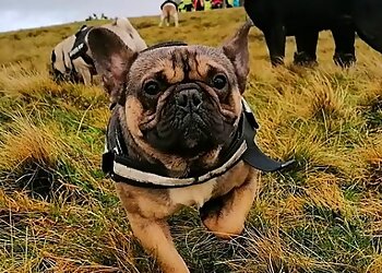 Preston dog walkers  The Paws Pack UK image 1