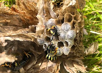 The Pest Experts Ayrshire