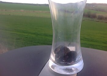 The Pest Experts Ayrshire