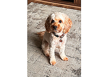 The Pooch Pod Manchester The Pooch Pod Manchester