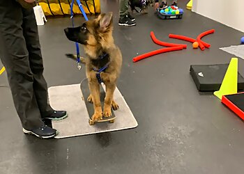 The Puppy Club with Puppy School Falkirk