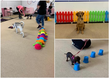 The Puppy Club with Puppy School Falkirk