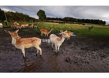 The Scottish Deer Centre & Wildlife Park