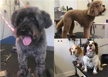 The Scruffy Dog Co