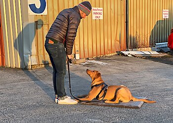 The South Shields Dog Trainer