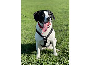 The South Shields Dog Trainer