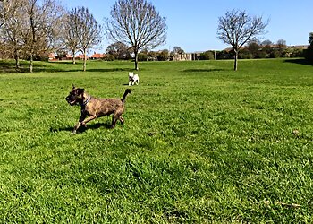 The South Shields Dog Trainer