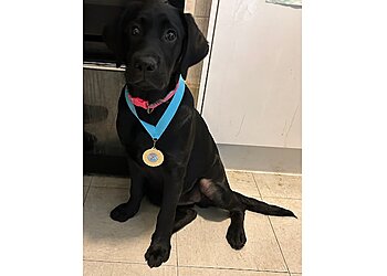 The South Shields Dog Trainer