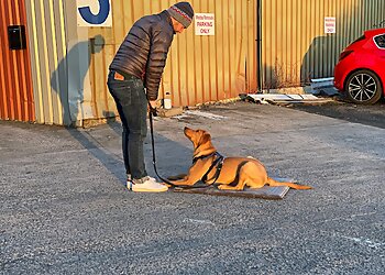 Sunderland dog trainers The South Shields Dog Trainer image 1