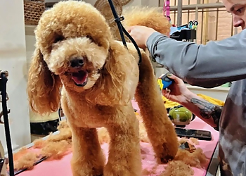 The Surrey Dog Groomer
