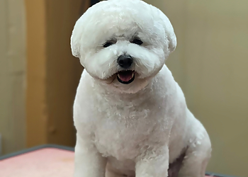The Surrey Dog Groomer
