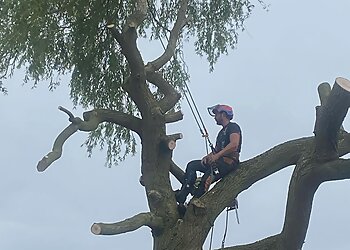 The Tree Fellas Hull Ltd