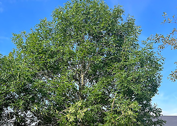 The Tree Felling Group