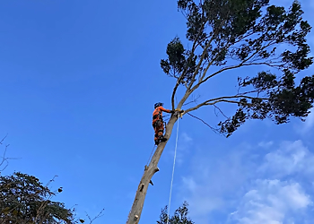 The Tree Felling Group