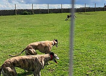 The Wonderful World Of Dogs