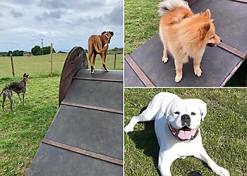 The Wonderful World Of Dogs