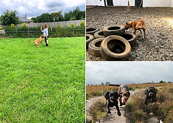 The Woof Pack Dog Training & Behaviour