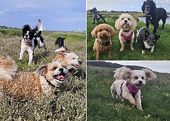 The Woof Pack Dog Walking