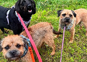 The Woof Pack Dog Walking and Pet Services/Training