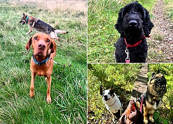 The Woof Pack Dog Walking and Pet Services/Training