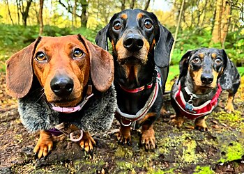 West Lothian dog walkers The Woof Pack Dog Walking and Pet Services/Training image 1