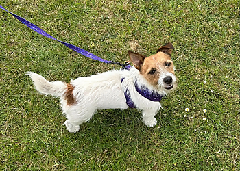 The Woofer Walker & Canine Coach