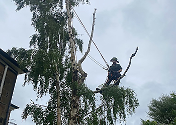 Three Leaf Trees Three Leaf Trees