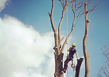 Three Spires Tree Care