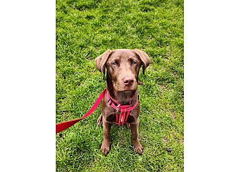 Through the Dog's Eyes