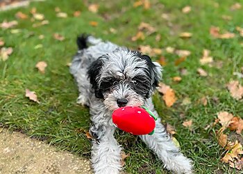 Through the Dog's Eyes