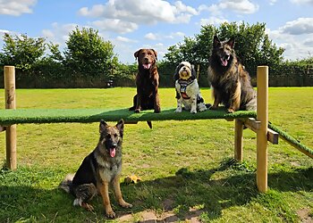 Walsall dog trainers Through the Dog's Eyes image 1