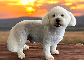 Tidy Tails Dog Grooming