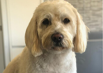 Tidy Tails Dog Grooming