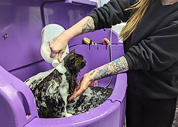 Tidy Tails Dog Salon