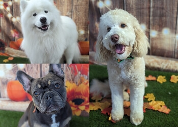 Tidy Tails Dog Salon