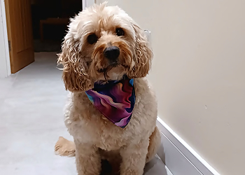 Tiggys Pets Boutique