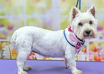 Slough pet grooming Tiggys Pets Boutique image 1