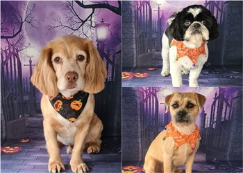 Tinkertails Dog Grooming