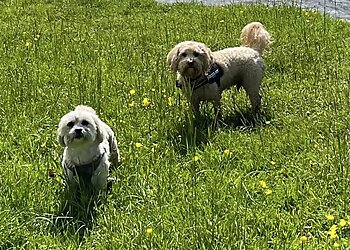 Tiny Paws Professional Dog Walker