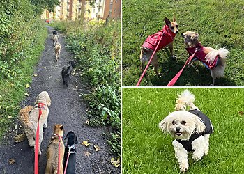 Tiny Paws Professional Dog Walker