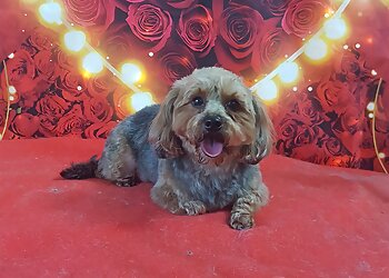 Tip Top Dog Grooming