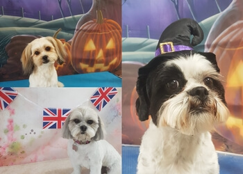 Tip Top Dog Grooming