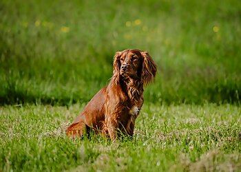 Middlesbrough dog trainers Todd Gundog Training image 1